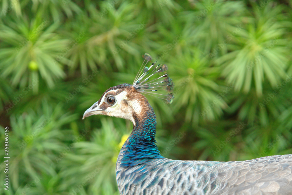 A beautiful and royal Blue peacock close and awesome view A beautiful and royal Blue peacock close and awesome view