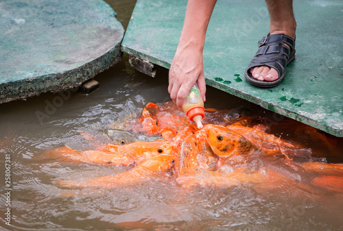 Foto hungry gold asian fish eats food from bottle in the pond