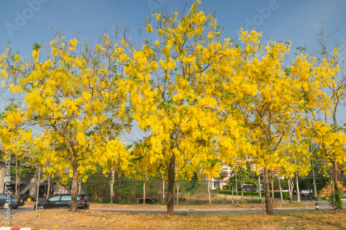 Cassia fistula, known as golden rain tree