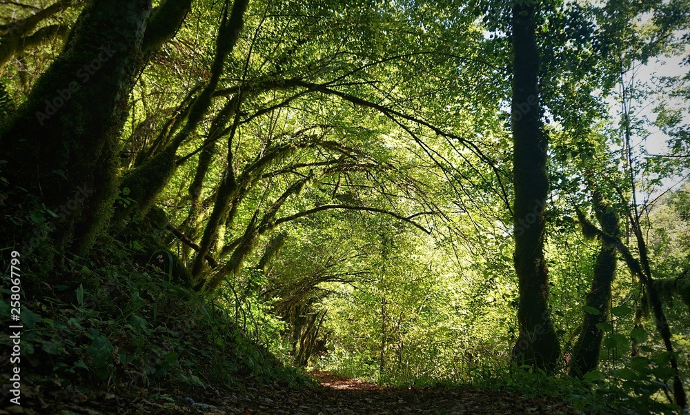 Naklejka premium Mtrvica Canyon Montenegro