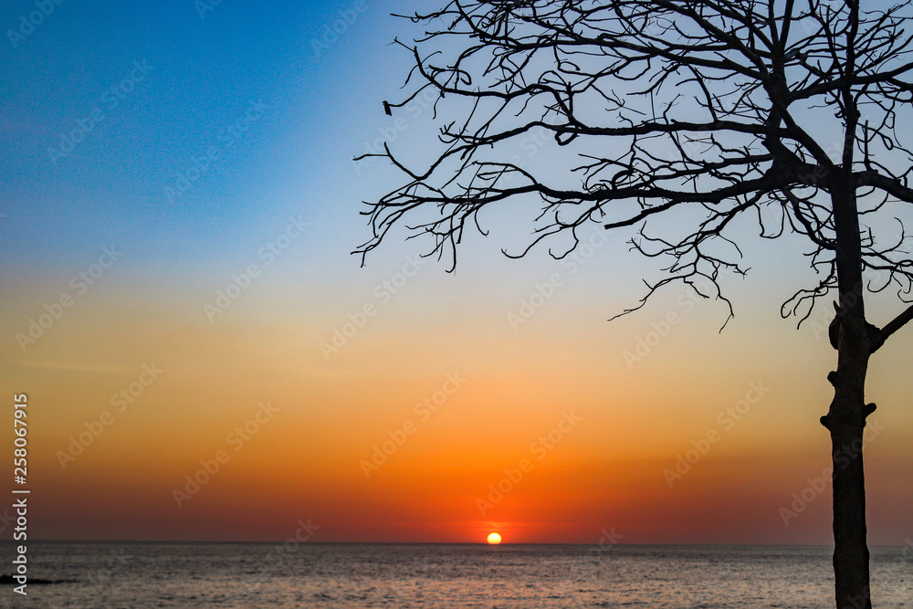 scenic sunset at the beach in Costa Rica with tree scenic sunset at the beach in Costa Rica with tree