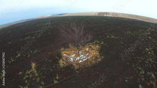 Aerial scene: Orbiting a tree in the nowhere photo