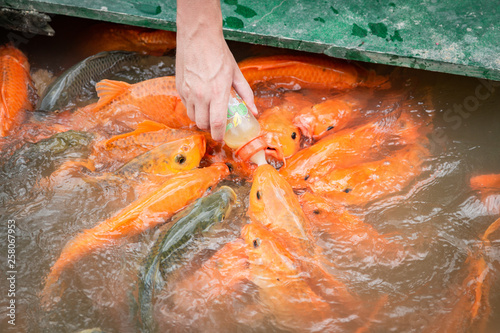Photography hungry gold asian fish eats food from bottle in the pond
