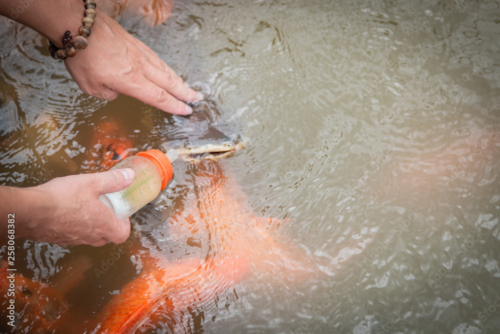 Fototapeta premium hungry gold asian fish eats food from bottle in the pond. man's hand. man feeds fish