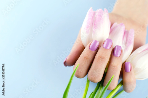 Female hands with purple manicure hold tulips.