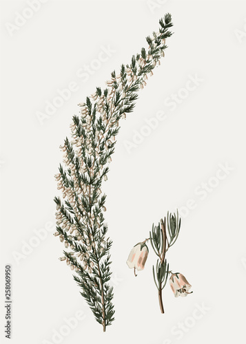 Bell heather heath