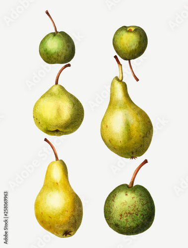 Vintage pear types drawing