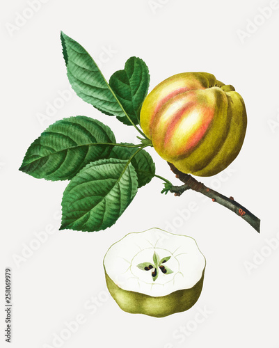 Apple on a branch
