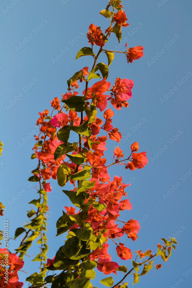green twig with red flowers against the sky