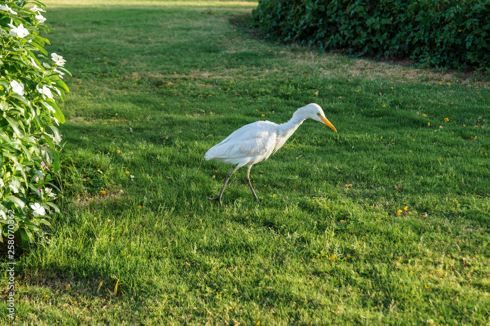white bird with a yellow beak