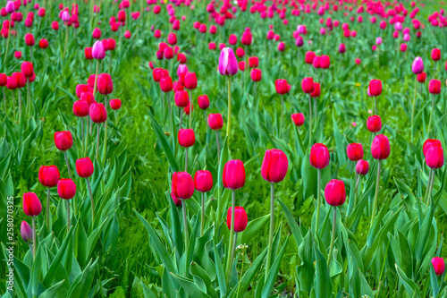 Obraz na płótnie field with pink tulips for background w salonie