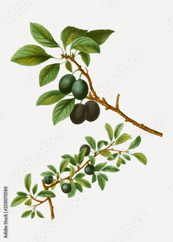 Blackthorn tree branch