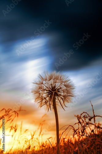 Beautiful dandelion on a sunset background. Taraxacum flower in a field. Close-up long exposure shot.