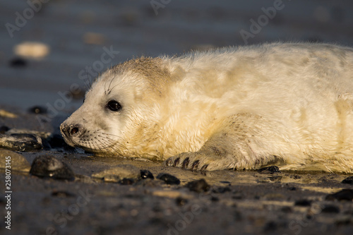 Freigestelltes Kegelrobbenbaby am Wassersaum auf Helgoland