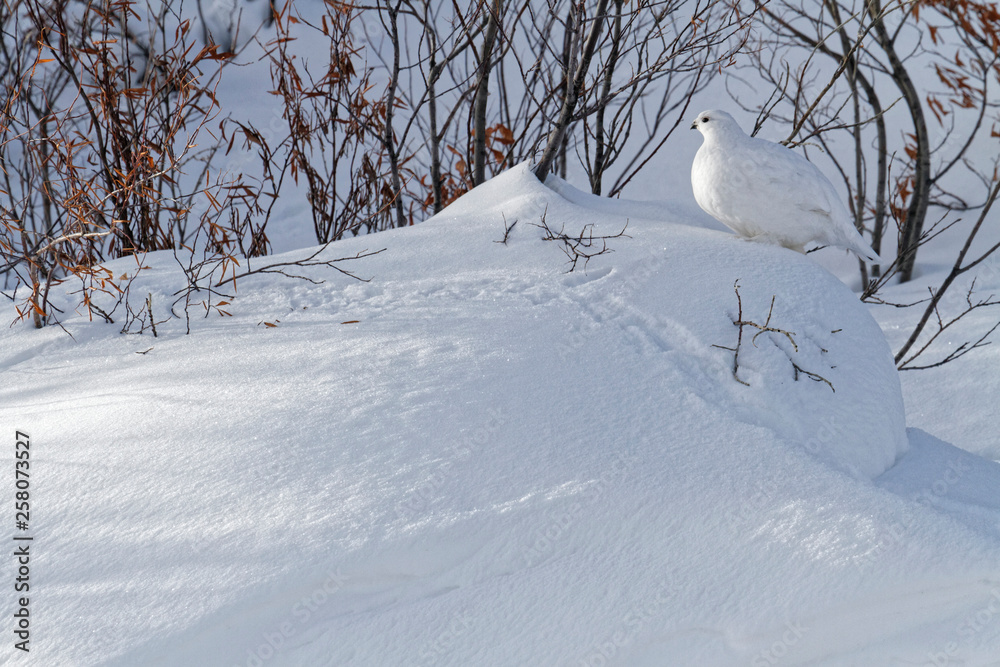 All white Lagopus in the toundra landscape of Northern Yukon