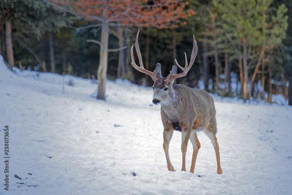 Male mule deer walking out of the woods, Yukon Male mule deer walking out of the woods, Yukon