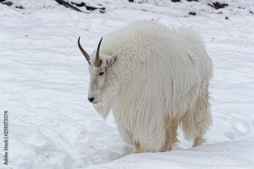 The mountain goat (Oreamnos americanus) is a hoofed mammal endemic to North America photo