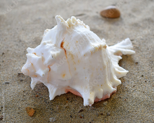 sea shell beautiful