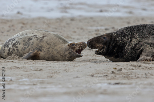 Kegelrobben Bulle und Jungtier begrüssen sich am Strand von Helgoland