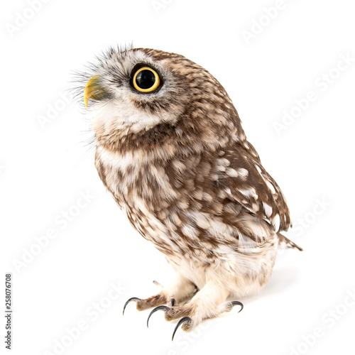 Little Owl, Athene noctua, isolated on white background.