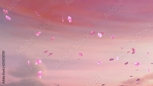 Kawazu Cherry Trees. Falling sakura petals. Flying sakura petals. Sakura flower in Japan.