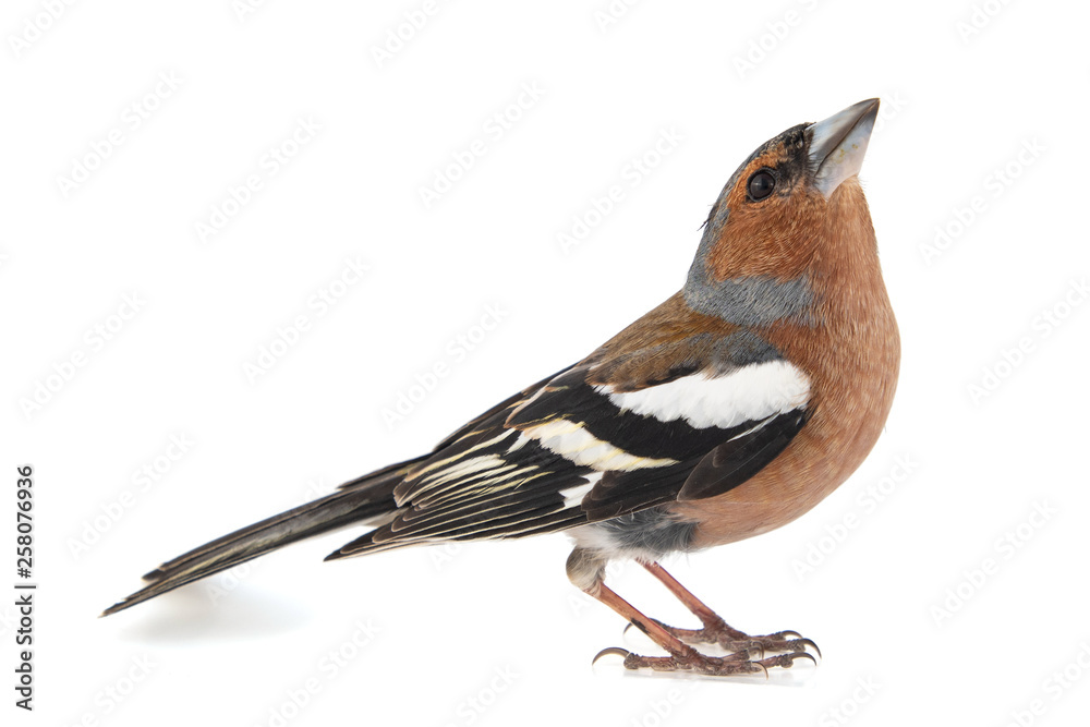Obraz premium Male Chaffinch, Fringilla coelebs, isolated on white background.