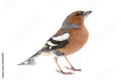 Male Chaffinch, Fringilla coelebs, isolated on white background. Poster Mural XXL