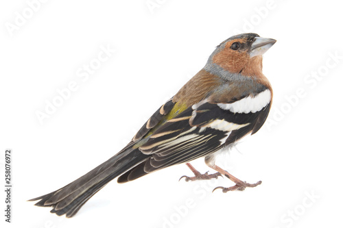 Male Chaffinch, Fringilla coelebs, isolated on white background.