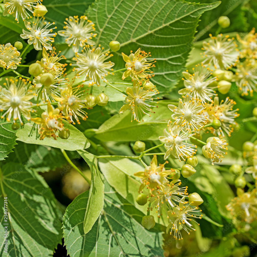Blühende Sommerlinde, Tilia platyphyllos Blühende Sommerlinde, Tilia platyphyllos