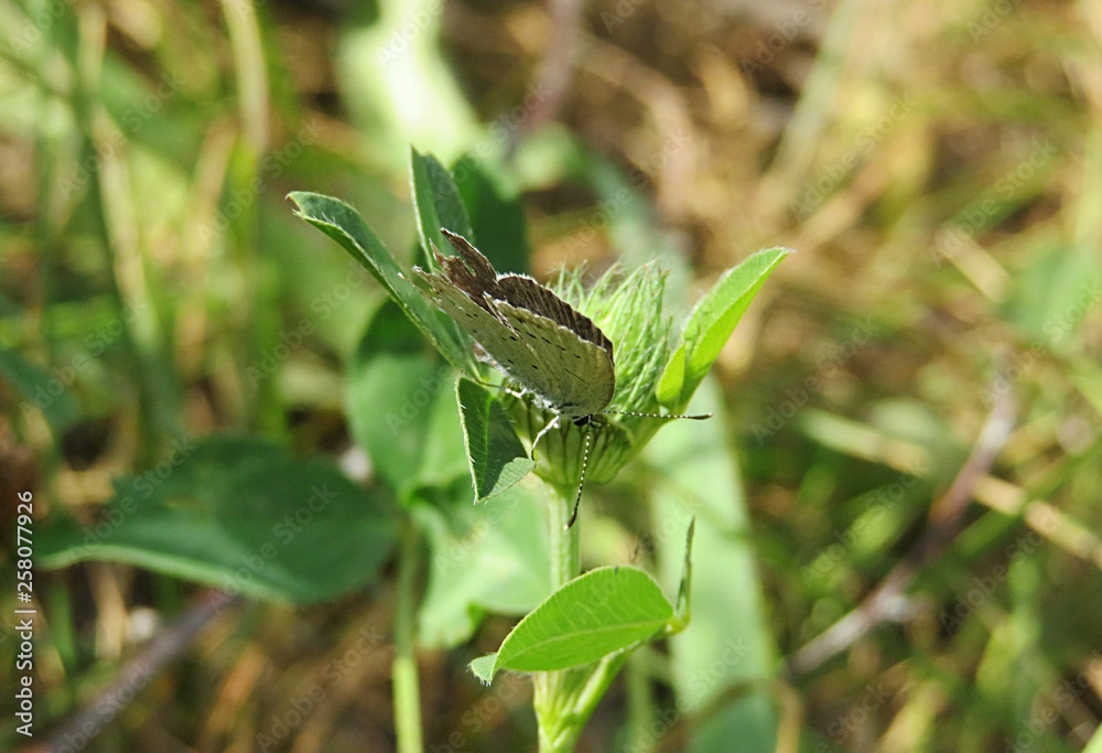 Polyommatus butterfly on green plant in the garden, closeup Polyommatus butterfly on green plant in the garden, closeup