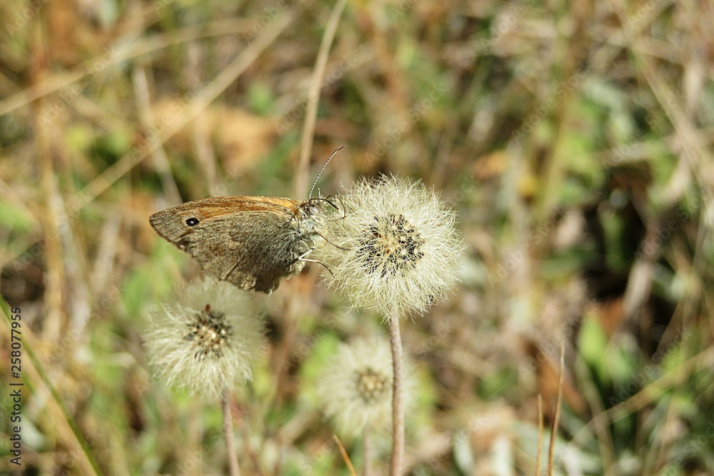 Gatekeeper butterfly on faded hieracium flowers in the meadow, closeup Gatekeeper butterfly on faded hieracium flowers in the meadow, closeup