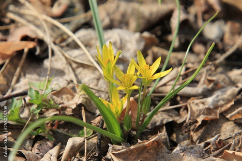 yellow flowers