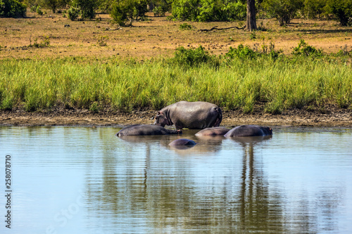 In the water, resting hippos