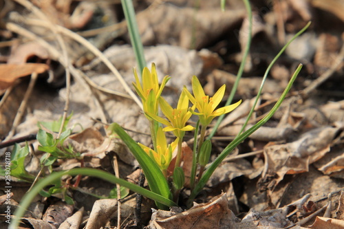 yellow flowers