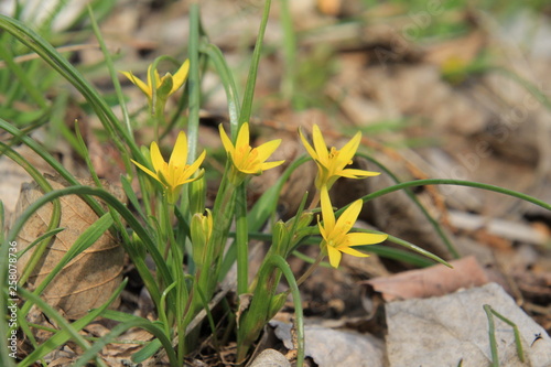 yellow flowers in garden