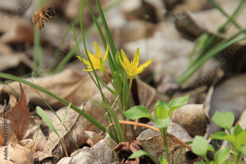 yellow flowers