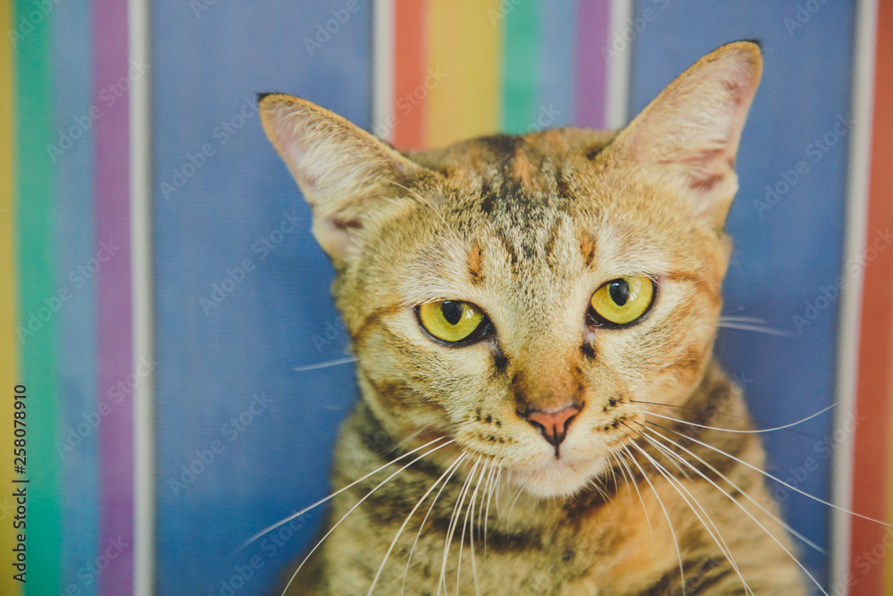 Foto de Focus of the Red and Brown Tabby cat Kitten face and golden ...