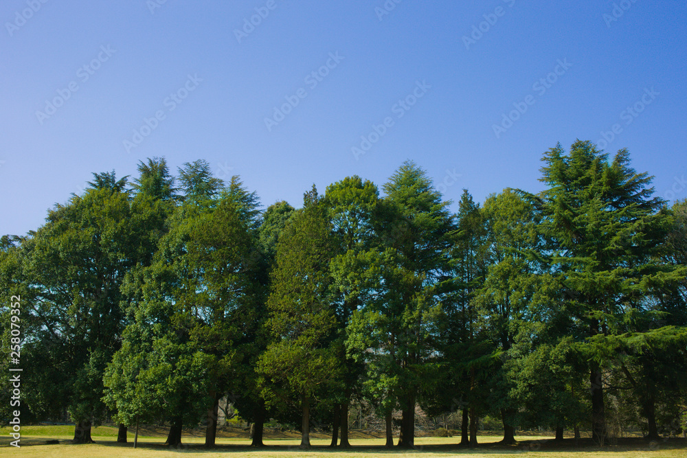 park trees and sky park trees and sky