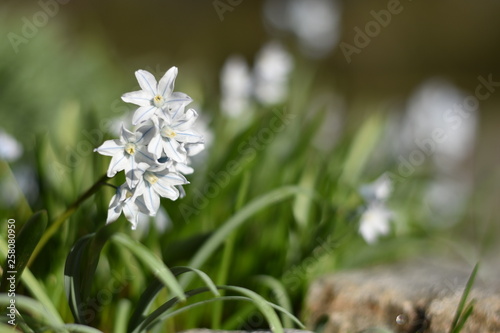 Puschkinie (Puschkinia scilloides)