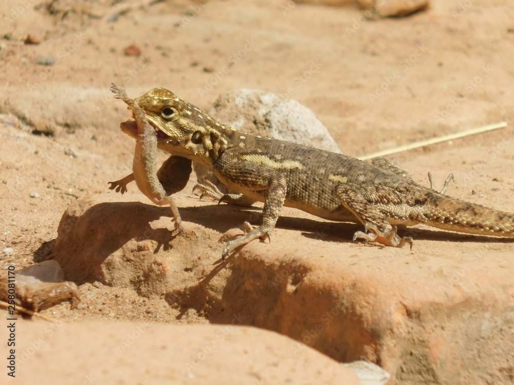 a lizard on the ground eating a geckho a lizard on the ground eating a geckho
