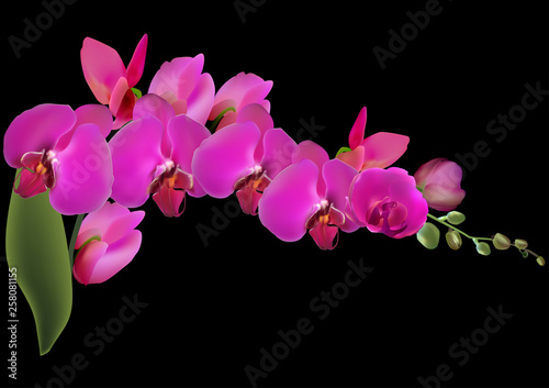 isolatedon black large purple orchid lush branch