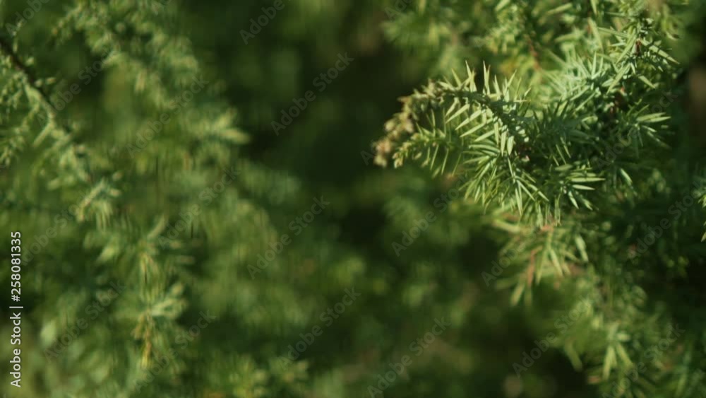 Decorative juniper bush on the site. Elastic green needles on the branches. Juniper closeup in the rays of the sun.