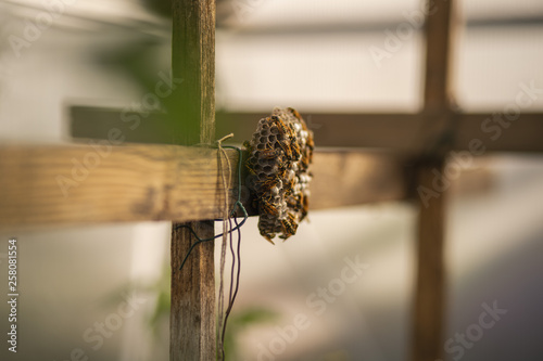 Bees nest wood