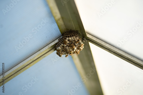 Bees nest glass roof