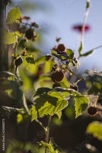 Raspberry plant