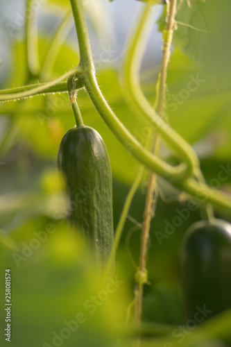 Cucumber plant