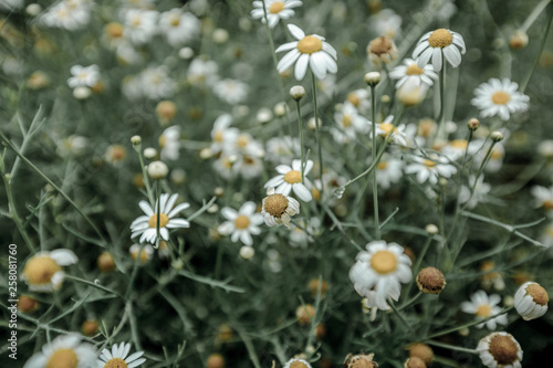 Daisy flower field