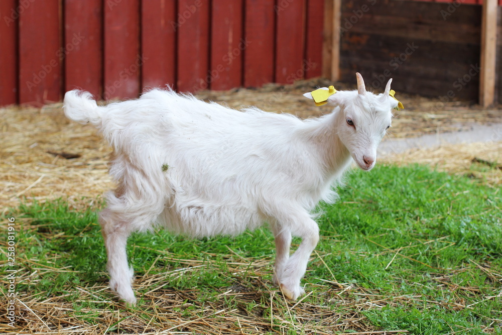 Obraz premium A small lamb looking at us