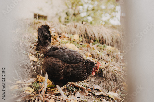 Black chicken