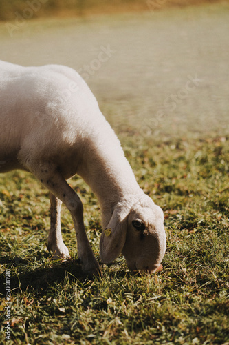 Sheep eating